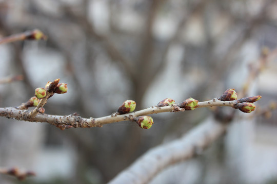 樱桃花蕾