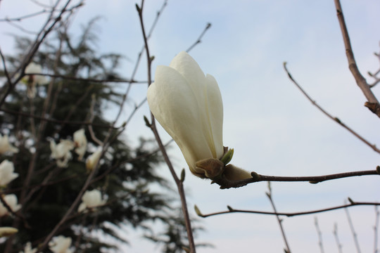 亭下玉兰花开