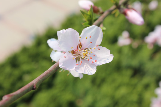 桃花盛开