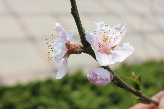 桃花盛开