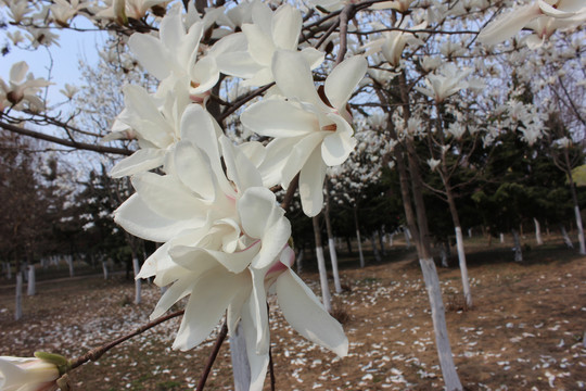 亭下玉兰花开