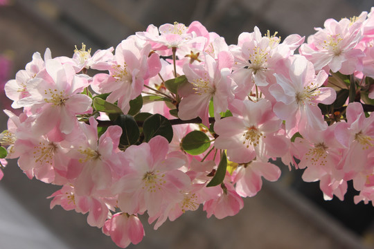 西府海棠花