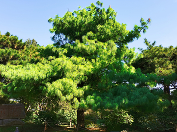 松树 中科院植物研究所