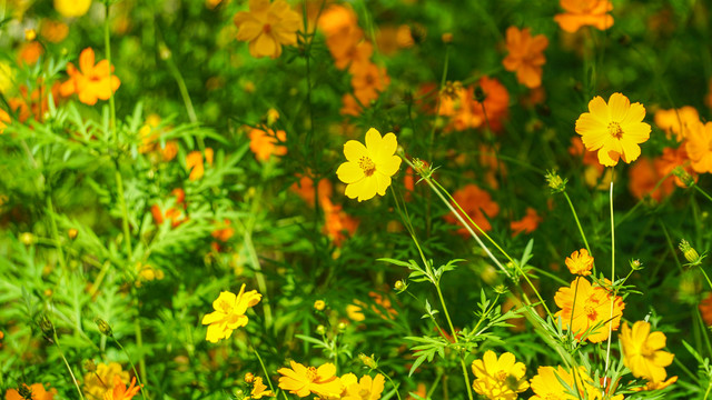 金鸡菊