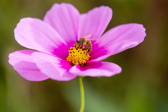 蜂恋花