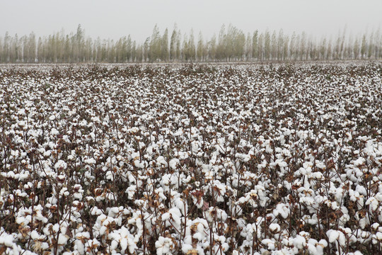 新疆棉花地