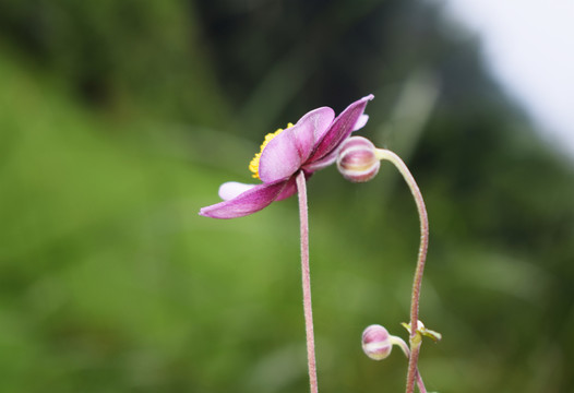 野棉花