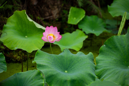 绿色荷叶与花蕾