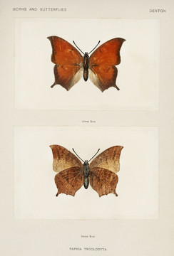 谢尔曼·丹顿热带叶翅蝶