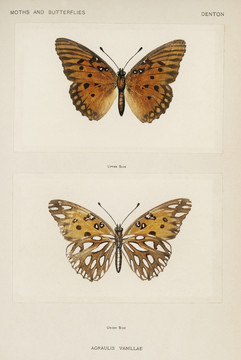 谢尔曼·丹顿海湾豹纹蝴蝶