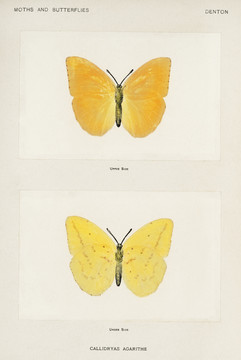 谢尔曼·丹顿橙色巨型黄蝶