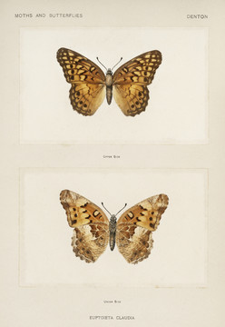 谢尔曼·丹顿斑豹纹蝴蝶