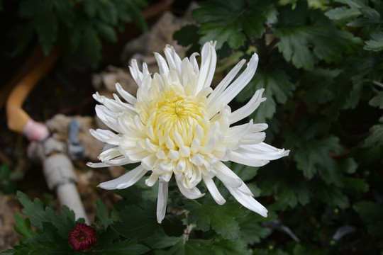 菊花