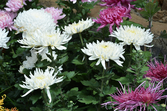 菊花