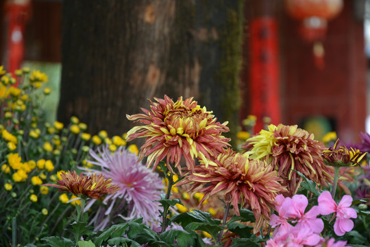 菊花