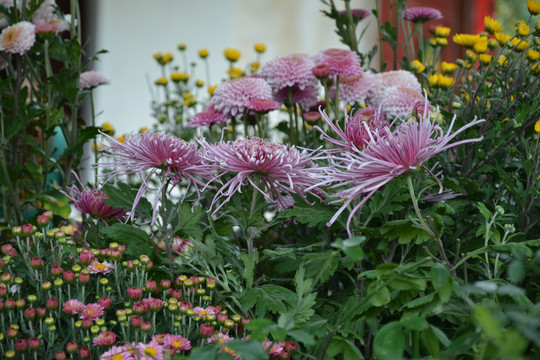 菊花
