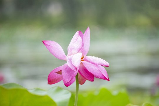 粉紫色荷花素材