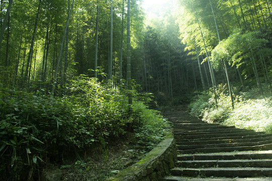 山林台阶