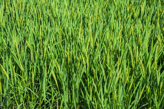 水稻成长