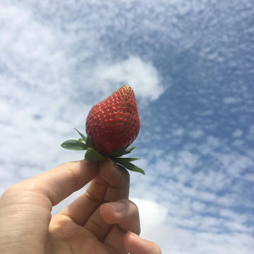 草莓天空草莓园