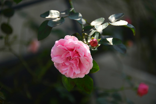 月季花