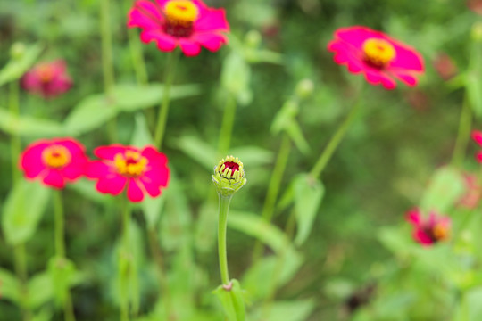 百日菊