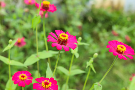 百日菊