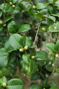 山茶花