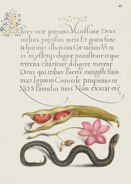 米拉善本芸豆罂粟海葵和蝰蛇