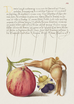 米拉善本常见的苹果欧洲野生三色堇
