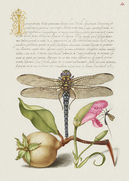 米拉善本蜻蜓梨康乃馨和昆虫