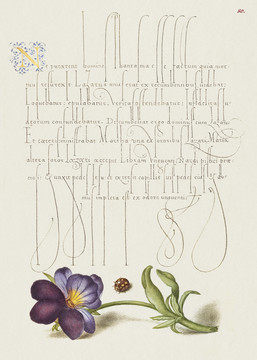 米拉善本的瓢虫和欧洲野生三色堇