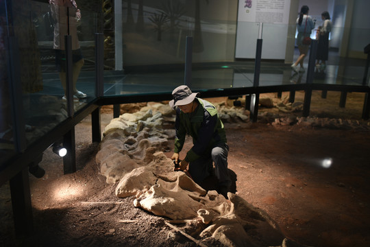 挖掘恐龙化石