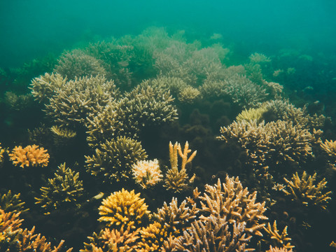 海洋生物