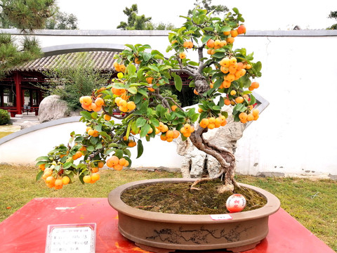 黄海棠盆景盆栽