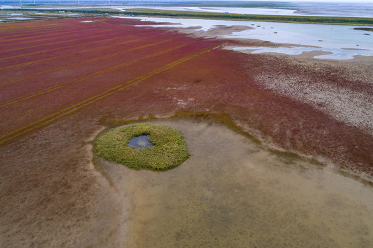 江苏盐城条子泥湿地红草地