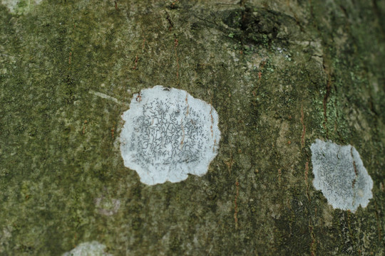 树干上的菌斑