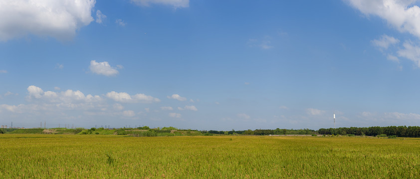 稻田风光