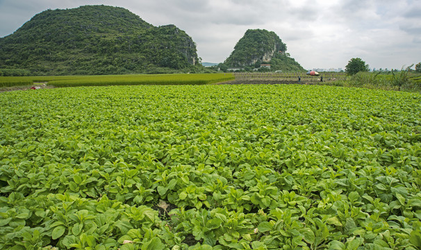 青菜地