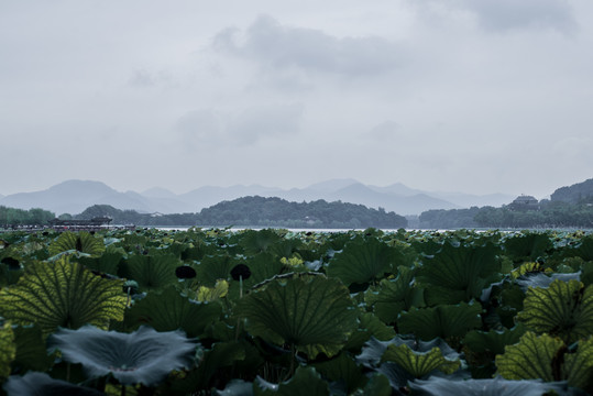 雨中的杭州西湖风景