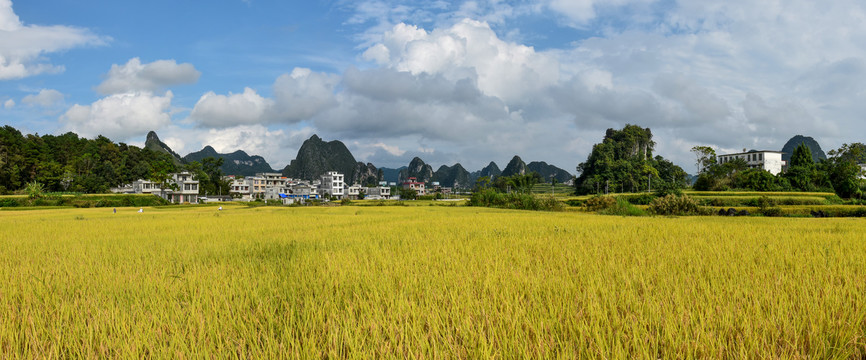 稻谷成熟的农村风景