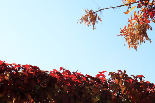 秋天红色的爬山虎