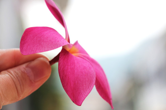 手中花