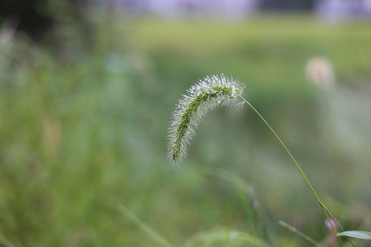 狗尾巴草