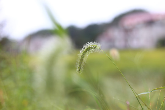 狗尾巴草