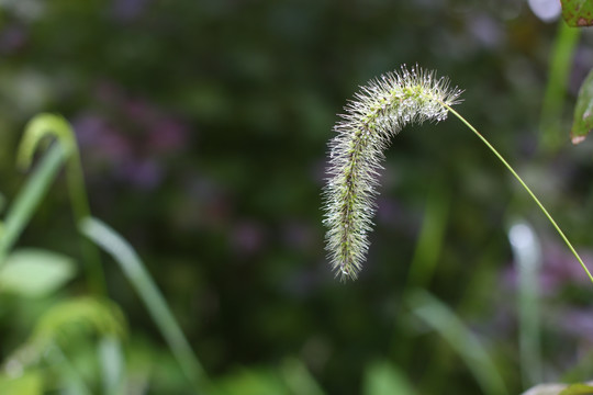 狗尾巴草