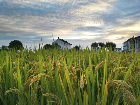乡野稻米丰收
