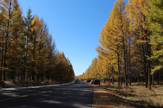 林间道路