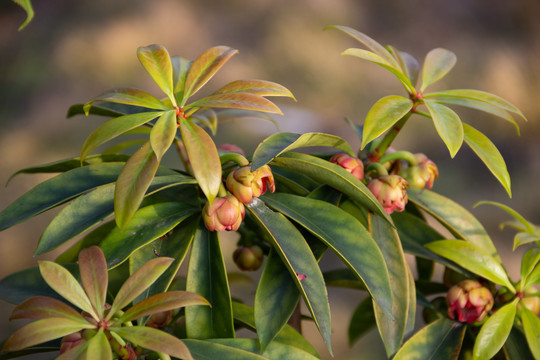 五味子科植物红毒茴