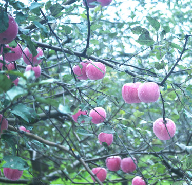 苹果